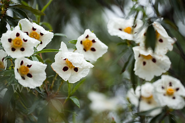 Lack-Zistrose (Cistus ladanifer)