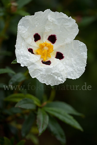 Lack-Zistrose (Cistus ladanifer)