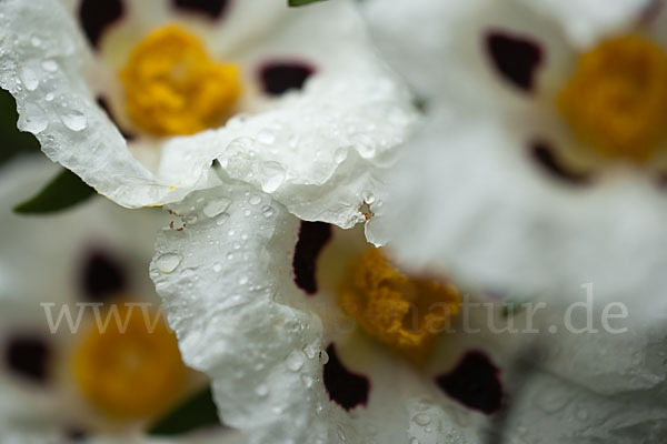 Lack-Zistrose (Cistus ladanifer)