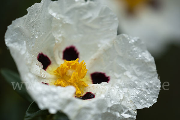 Lack-Zistrose (Cistus ladanifer)