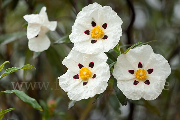 Lack-Zistrose (Cistus ladanifer)