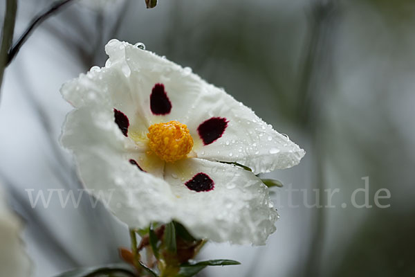 Lack-Zistrose (Cistus ladanifer)