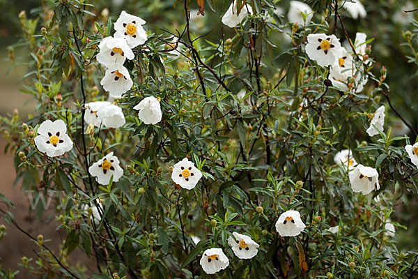 Lack-Zistrose (Cistus ladanifer)