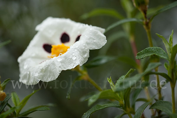 Lack-Zistrose (Cistus ladanifer)