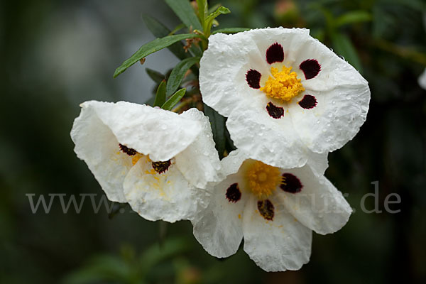 Lack-Zistrose (Cistus ladanifer)