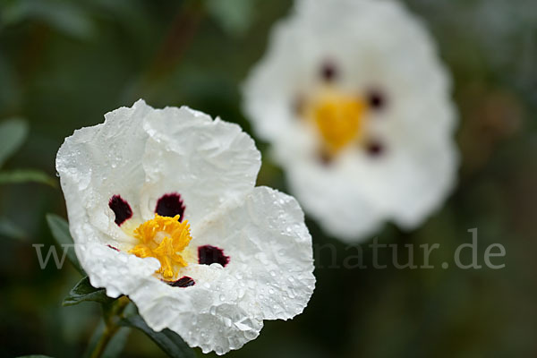 Lack-Zistrose (Cistus ladanifer)