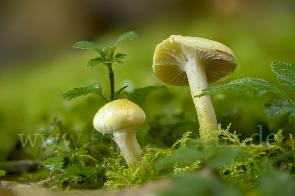 Lärchenschneckling (Hygrophorus lucorum)