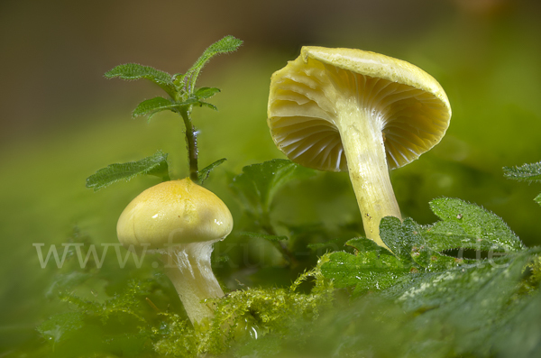 Lärchenschneckling (Hygrophorus lucorum)