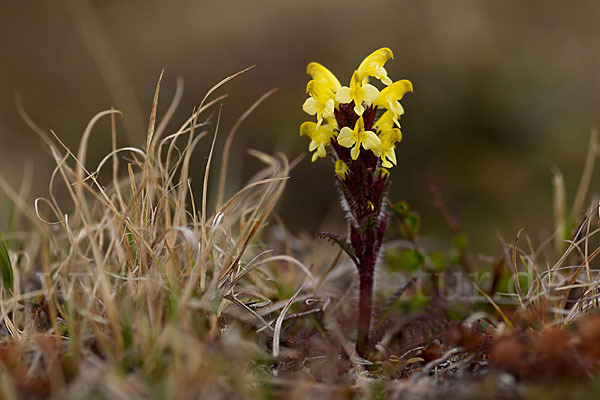 Läusekraut spec. (Pedicularis spec.)