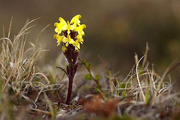 Läusekraut spec. (Pedicularis spec.)