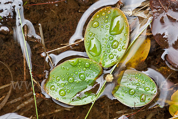 Laichkraut spec. (Potamogeton spec.)