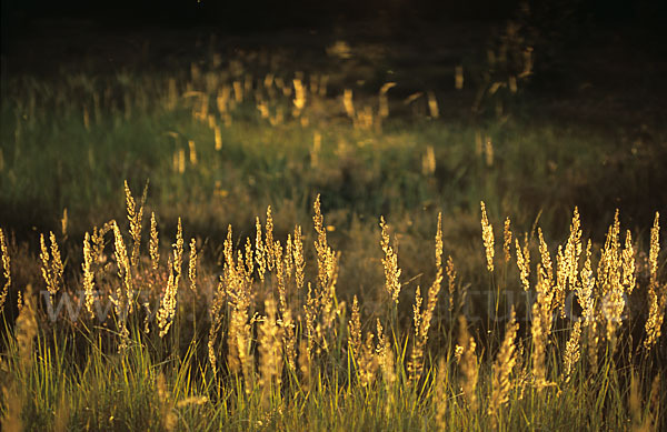 Land-Reitgras (Calamagrostis epigejos)