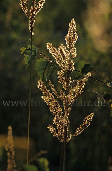 Land-Reitgras (Calamagrostis epigejos)