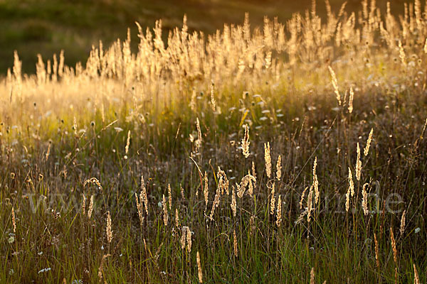 Land-Reitgras (Calamagrostis epigejos)