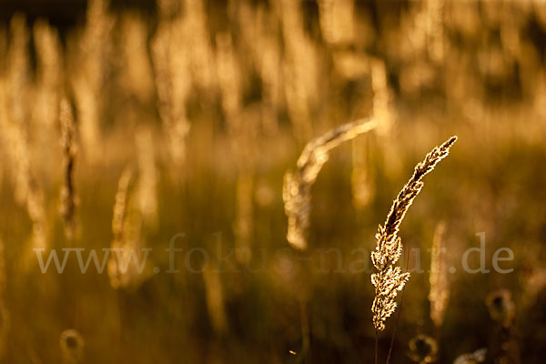 Land-Reitgras (Calamagrostis epigejos)