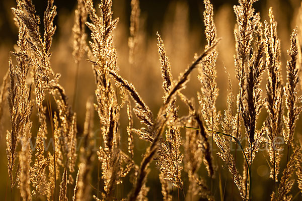 Land-Reitgras (Calamagrostis epigejos)