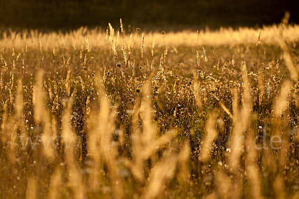 Land-Reitgras (Calamagrostis epigejos)