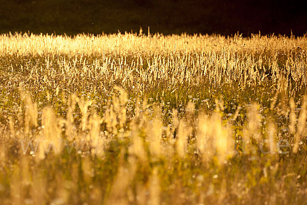 Land-Reitgras (Calamagrostis epigejos)