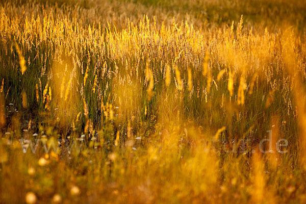 Land-Reitgras (Calamagrostis epigejos)