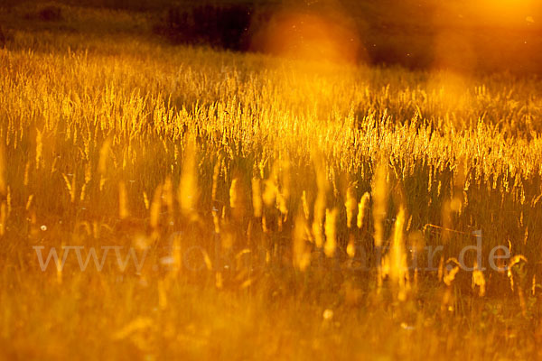 Land-Reitgras (Calamagrostis epigejos)