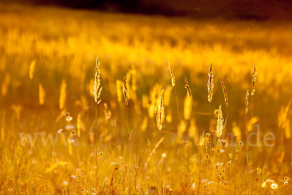 Land-Reitgras (Calamagrostis epigejos)