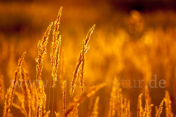 Land-Reitgras (Calamagrostis epigejos)