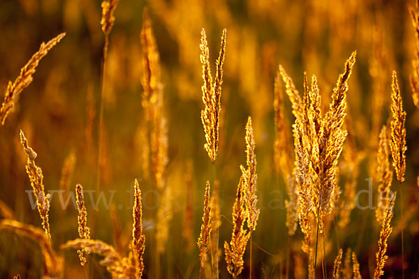 Land-Reitgras (Calamagrostis epigejos)