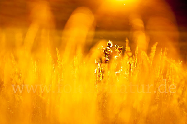 Land-Reitgras (Calamagrostis epigejos)