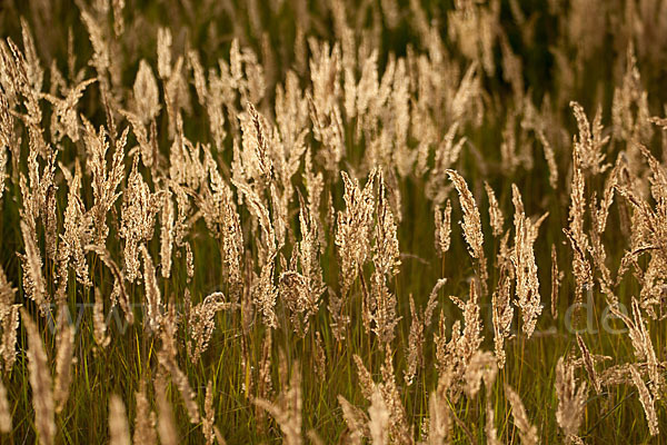 Land-Reitgras (Calamagrostis epigejos)