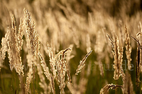 Land-Reitgras (Calamagrostis epigejos)