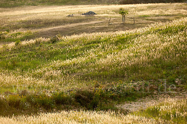 Land-Reitgras (Calamagrostis epigejos)