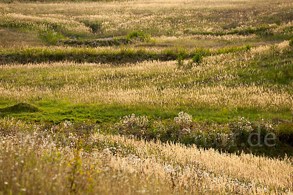 Land-Reitgras (Calamagrostis epigejos)