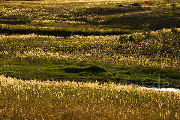 Land-Reitgras (Calamagrostis epigejos)