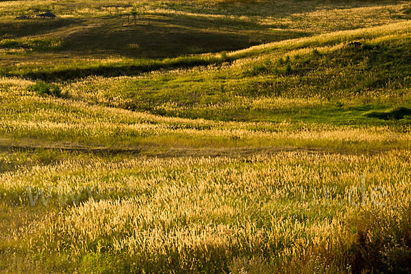 Land-Reitgras (Calamagrostis epigejos)