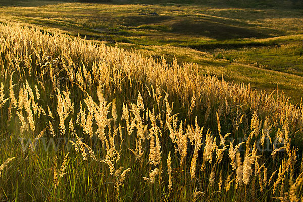 Land-Reitgras (Calamagrostis epigejos)