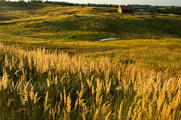 Land-Reitgras (Calamagrostis epigejos)