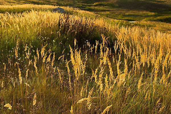 Land-Reitgras (Calamagrostis epigejos)