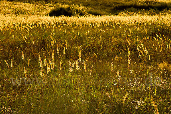 Land-Reitgras (Calamagrostis epigejos)