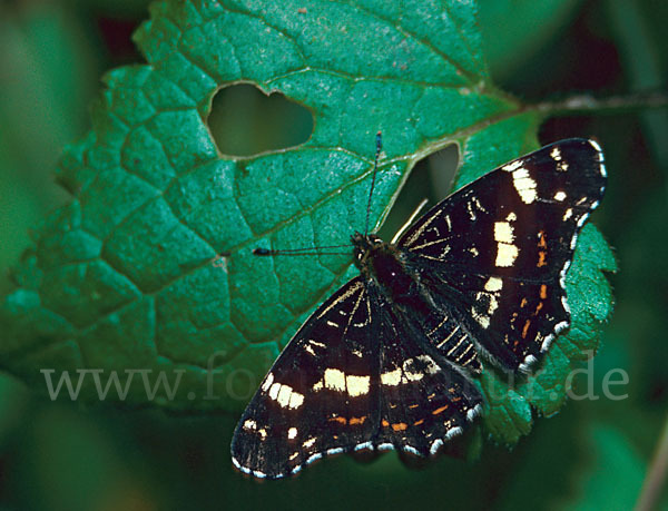 Landkärtchen (Araschnia levana)