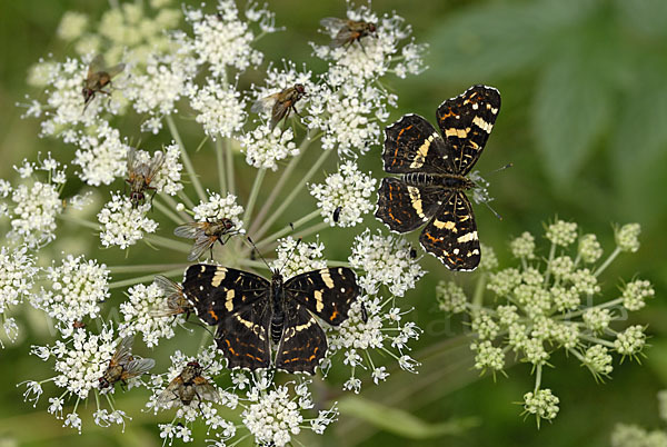 Landkärtchen (Araschnia levana)