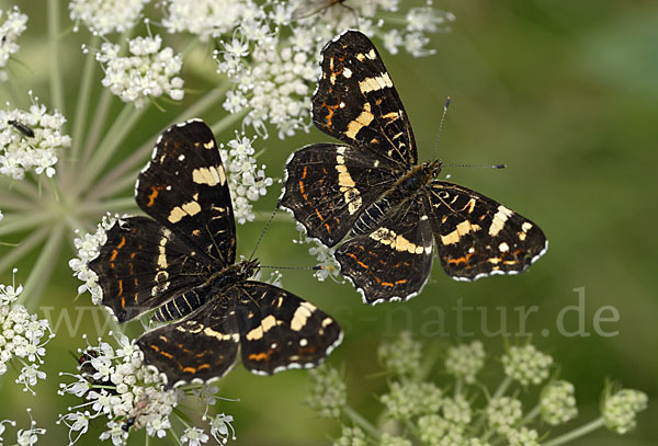 Landkärtchen (Araschnia levana)