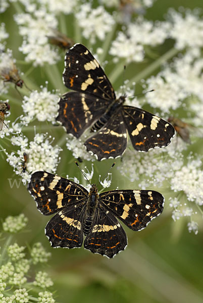 Landkärtchen (Araschnia levana)