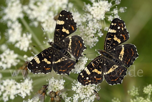 Landkärtchen (Araschnia levana)