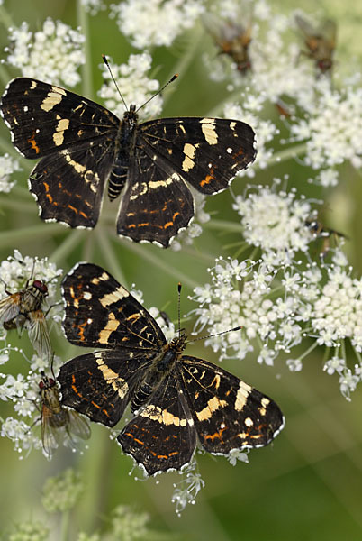 Landkärtchen (Araschnia levana)