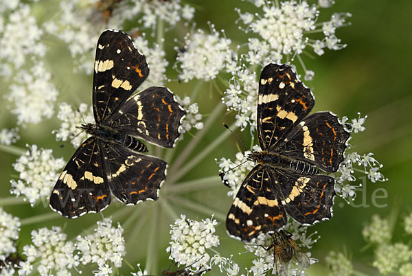 Landkärtchen (Araschnia levana)