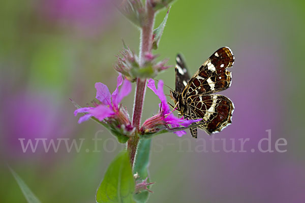 Landkärtchen (Araschnia levana)