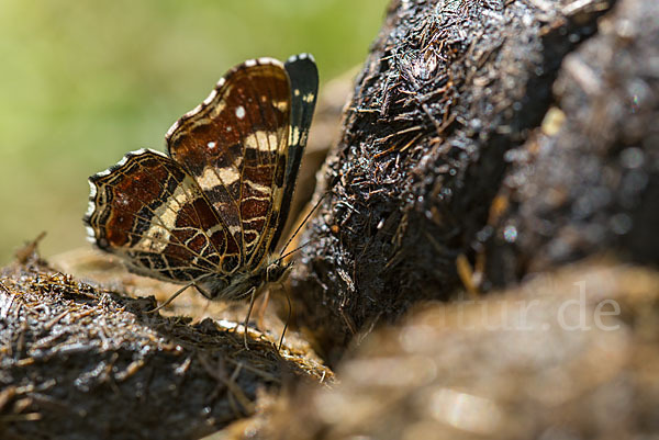 Landkärtchen (Araschnia levana)