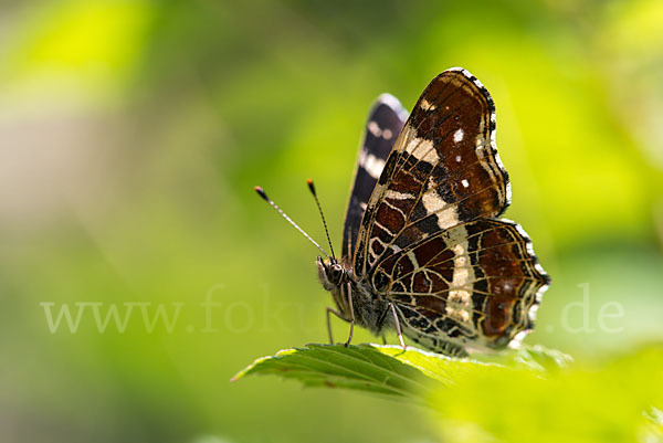 Landkärtchen (Araschnia levana)