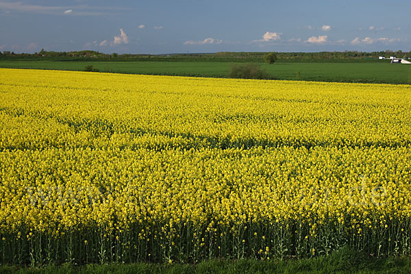 Landwirtschaft (agriculture)