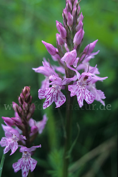 Langähriges Knabenkraut (Dactylorhiza saccifera)